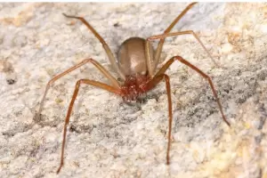 Conmocin: una beba de 18 meses muri tras ser picada por una "araa de rincn"