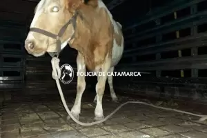 Realizaron operativo de captura de animales sueltos en Huillapima