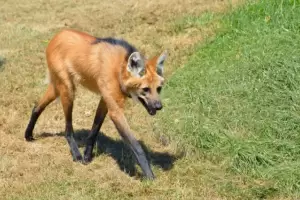 Apareci en el patio de una casa un animal en peligro de extincin