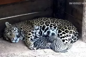 Alegra en El Impenetrable: nacieron dos cachorros de yaguaret