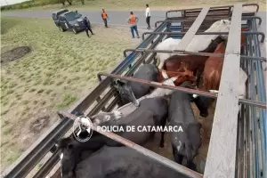 Gran operativo en el interior provincial termin� con animales secuestrados