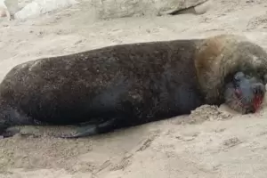 Maltrato animal: Un lobo marino fue brutalmente atacado en un balneario y corre riesgo su vida