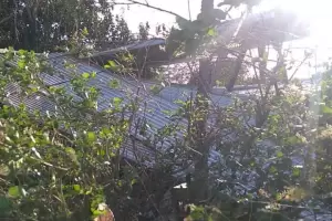 Fuertes vientos en Los Altos: voladuras de techos, cada de rboles y postes de luz