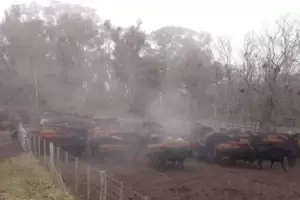 Entraron a robar 80 vacas por un valor de $14 millones y cerraron el campo con candado nuevo