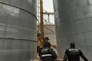 Incautaron ms de 2000 toneladas de granos en un criadero de cerdos