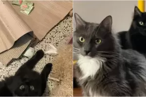 Su gato est obsesionado con los billetes, se escapa de casa y le roba miles de pesos al vecino