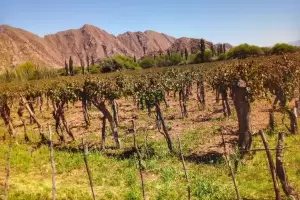 Debido al temporal en Tinogasta, relevan las necesidades de productores afectados