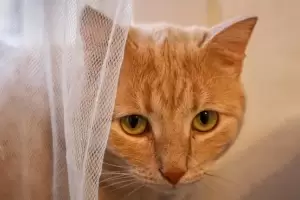 Condenaron a 10 meses de crcel a un joven que mat a un gato y lo descuartiz: "Me divert"