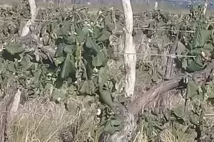 Cooperativistas del agro cuestionaron los anuncios de Massa