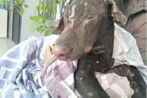 Para vengarse de su ex, una mujer le prendi fuego a un perro y el animal qued con la mitad del cuerpo quemado