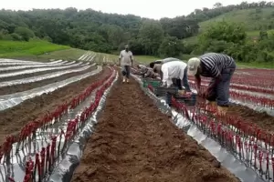 Massa anunciar� medidas para proteger a las econom�as cordilleranas, entre ellas, Catamarca