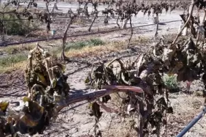 Helada tarda en Tinogasta: No habr vendimia y por consiguiente, no habr mosto