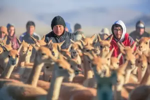 Se realizar el 2 Festival de la Vicua en Laguna Blanca