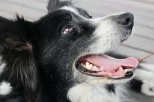 Maltrato animal: Una mujer at la correa de su perro a la moto y lo arrastr