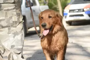 Rocko, uno de los canes del operativo de bsqueda, se recupera de un accidente