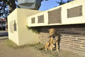 Un fallo en C�rdoba reconoci� a los perros como "seres sintientes"