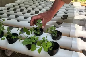 Productores de Banda de Varela fueron capacitados sobre hidropona