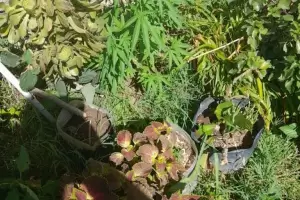 Allanamientos culminaron con detenidos y secuestro de drogas y dinero