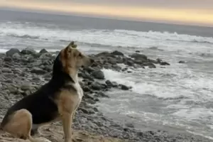 Un perro espera todos los das en la playa a su dueo, un pescador que muri en un naufragio