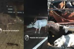 Secuestran veintidos animales vacunos en el sur de la Capital