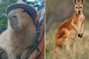 Desde Carpinchos vs Canguros a Los Simpsons y las brujas de Twitter: los mejores memes de Argentina- Australia