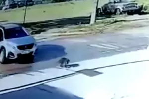 Horror en C�rdoba: Una docente atropell� a un perro con su camioneta y no se detuvo