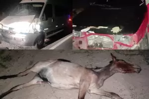 Un auto y una furgoneta atropellaron a un caballo