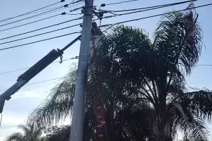 El norte capitalino estuvo sin servicio elctrico por una palmera