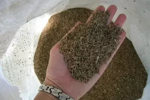 Importante: el INTA Catamarca inscribi el primer cultivar de ans en el INASE