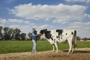 Una empresa argentina es la primera en certificar el bienestar animal de las vacas lecheras