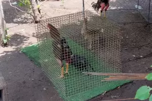 Secuestraron 39 gallos de ria y $300 en una pelea clandestina
