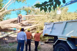 Continua la remocin de rboles, mientras vastos sectores siguen sin los servicios bsicos