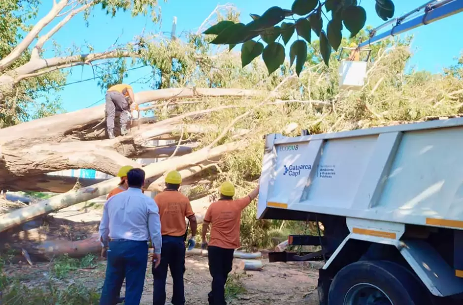 Remocin de eucaliptus