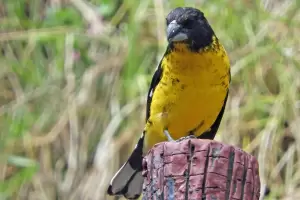 Secuestraron dos aves silvestres que eran transportadas ilegalmente por un hombre