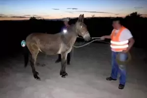 En un operativo de captura en las rutas, secuestraron 15 animales sueltos