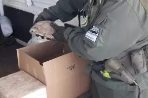 Recuperaron tortugas silvestres que eran trasladadas de forma ilegal