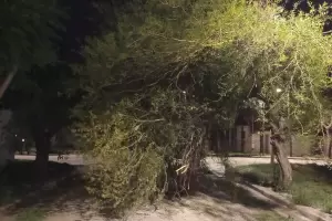 Denuncian que tras el fuerte temporal pasado, un rbol cado sigue obstruyendo una calle