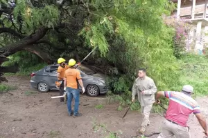 Las fuertes e intensas lluvias provocaron la cada de ms rboles