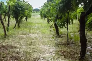 Preocupaci�n de los productores por los da�os que dej� el temporal