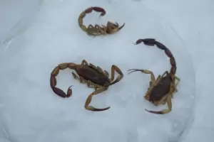 Adolescente fue picado por un alacrn