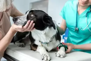 Cuidar a nuestras mascotas no solo es un acto de amor sino de responsabilidad