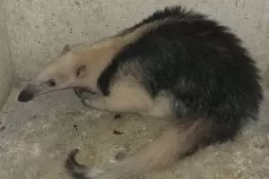 Encontraron un oso melero en una vivienda