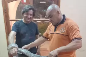 Recuperaron una lampalagua en Fray Mamerto Esqui