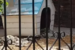 Encontraron muerta y devorada por sus perros a una mujer dentro de su casa