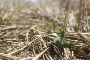 Debido a la sequa, advierten que el ingreso de dlares del campo caer hasta US$17.000 millones este ao