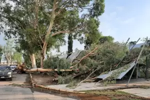 La gran cada de rboles nos dej al descubierto: ms calor y mucha menos sombra