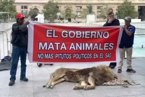 Chile: protestaron dejando un len muerto frente a la Casa de Gobierno