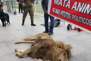 Dejaron un len muerto frente a la casa de gobierno de Chile en seal de protesta
