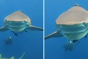 Viral: una instructora de buceo capt a un tiburn que se le acerc con una sonrisa enorme