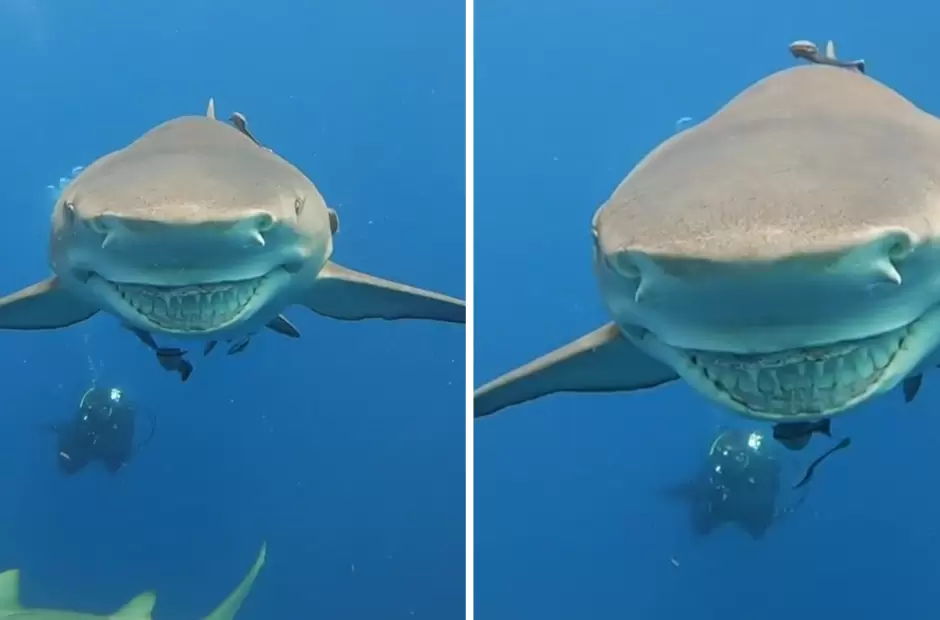Captaron a un tiburn con una enorme sonrisa